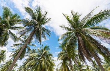 Fototapeta na wymiar coconut tree with sky