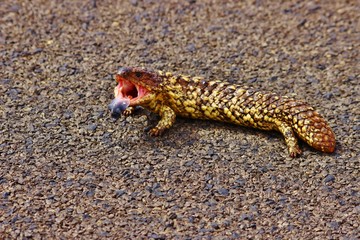 Lézard milieux naturel Australie