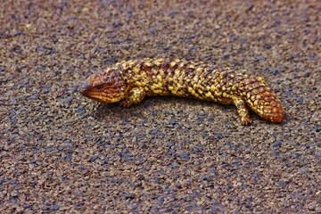 Lézard milieux naturel Australie