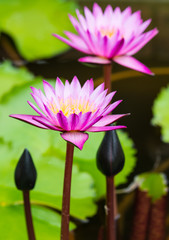 Obraz premium pink water lily blooming