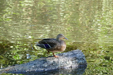 Ente am See im Schlosspark in Cuxhaven