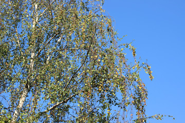 Birch betula tree crown green yellow autumn fall leaves