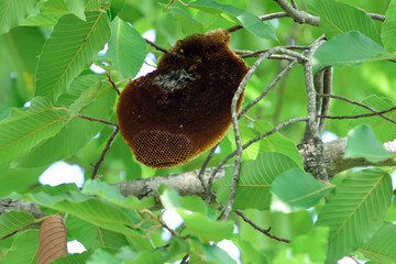 Bee hive