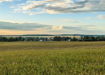 A field planted with clover, on the horizon visible village