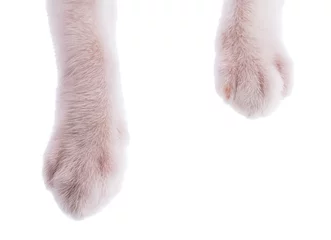 cat paw isolated on white background © sattapapan tratong