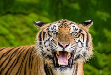 Zelfklevend Fotobehang Bengal tiger in the wild © sattapapan tratong