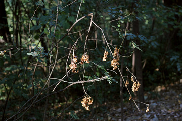 Broken branch park forest dry leaves autumn fall sunlit detail
