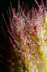 dew drop on flower grass