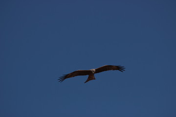 Aigle rapace en plein vol