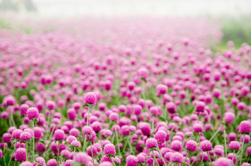 Obraz premium Pink Amaranth garden