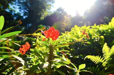 red flowers and blue sky