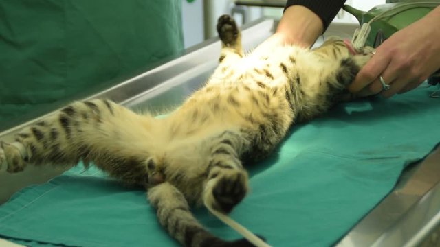 Nurse tying the cat's legs before castration