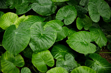 Green King of heart leaf background