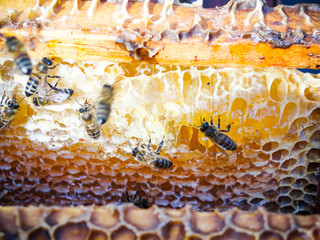 bees work on honeycomb. Honey cells pattern. Top view of the working bees on honey cells.          ...