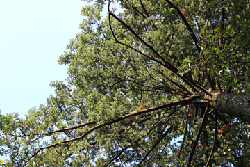 Fir pine tree tall overhead