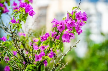 flowers in the garden