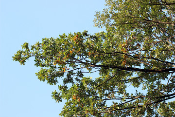 Oak tree quercus robur crown green yellow autumn fall leaves