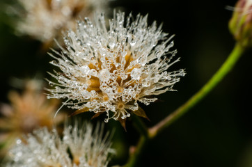 dew drop on flower grass