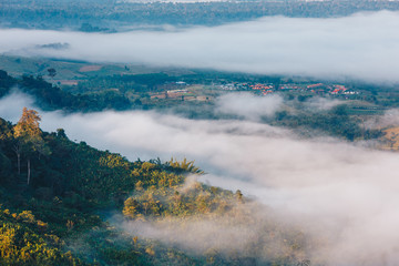 Beautiful green forest and mist in the village in the morning