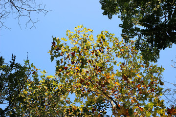 Plane platanus tree crown green yellow leaves autumn fall
