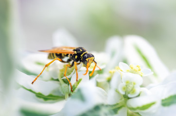 wasp close up sits on a flower, natural background