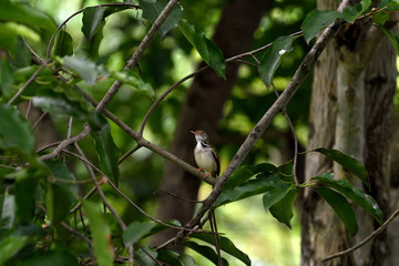Fototapeta premium Common tailorbird