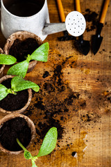Seedlings in peat pots and tools