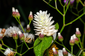 dew drop on flower grass