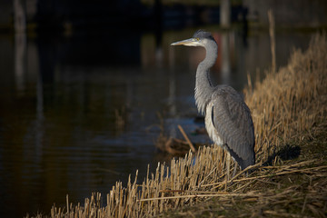 European grey heron