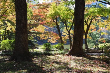 Fototapeta premium 日比谷公園の風景