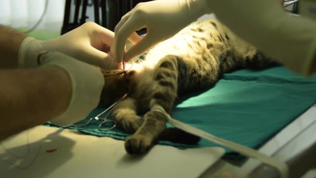 a veterinarian castrates a male cat