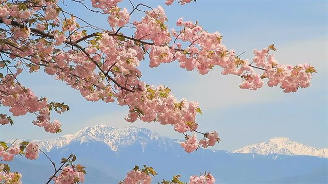 Blossoming cherry tree with mountains in the background. Japan, Nagano Prefecture.