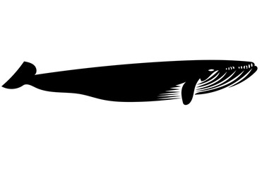 Whale