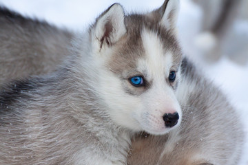siberian husky welpe © Andreas