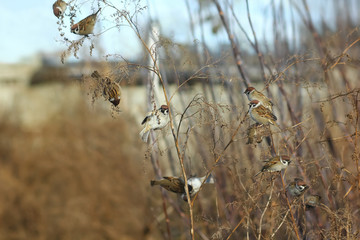Flock of house sparrows (Passer domesticus) hiding among branches. Chubby little birds sitting on naked bush. Sunny winter day.
