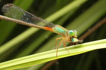 Dragonfly eat friend
