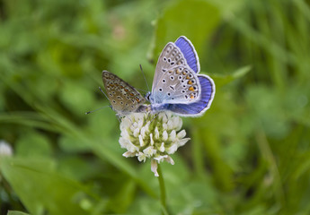 Mating two butterflies on a clover