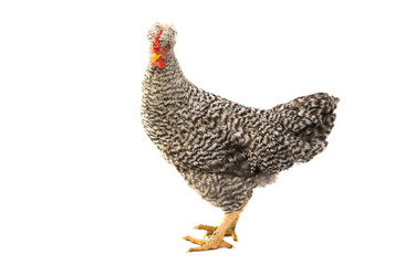 chicken isolated