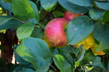 apples looking through the leaves