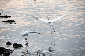 birds at riverside