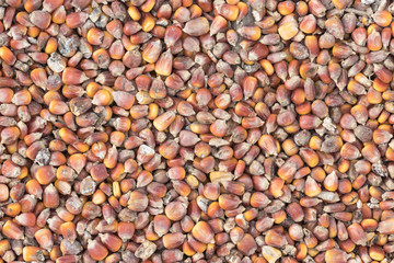 Raw corn seed as agriculture background