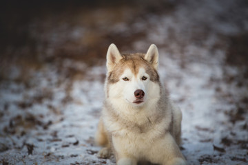 Close-up portrait of gorgeous siberian husky dog lying on the snow path in the forest in winter