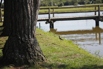 park tree