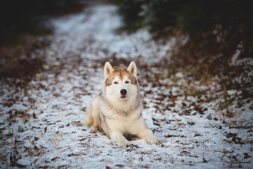 Portrait of gorgeous siberian husky dog lying on the snow path in the forest in winter