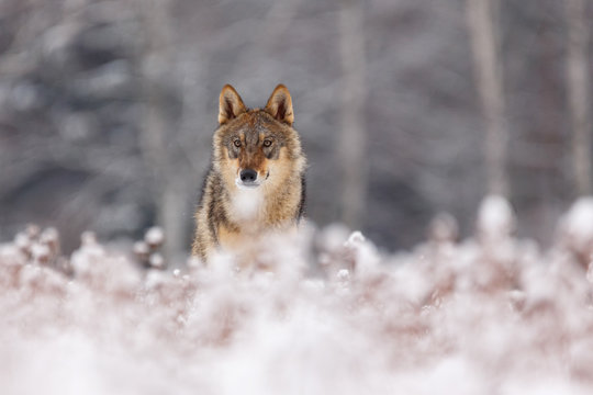 Wolf im Winter
