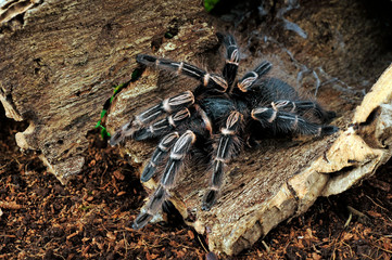 Argentinische Vogelspinne (Eupalaestrus weijenberghi) - White Collared Tarantula