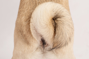Close up Dog tail pug breed roll or swirl tail beautiful pug purebred,isolated on grey background