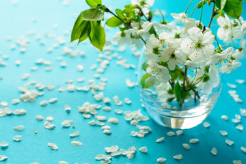 White cherry blossom twigs in glass vase on blue paper background. Copy space. Selective focus