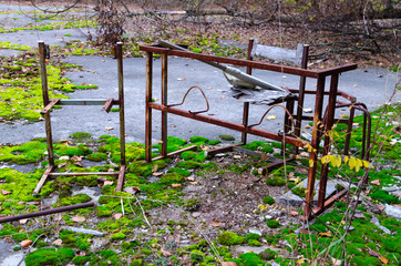 Fototapeta premium Rusty metal frame of table and chair in schoolyard in dead abandoned ghost town of Pripyat in Chernobyl alienation zone, Ukraine