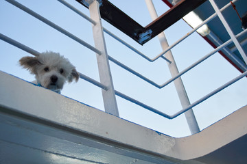Cute White Maltese Dog With Wind In His Ears Looking Into Camera Through The Railings Of A Ferry Boat At Dusk.